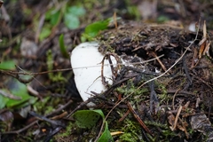 Hygrophorus ponderatus