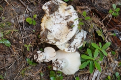 Hygrophorus ponderatus