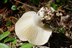 Hygrophorus ponderatus