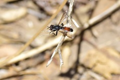 Cylindromyia
