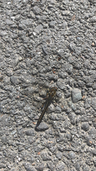 Cordulia shurtleffii