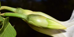 Ipomoea wolcottiana