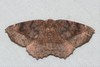Curved-toothed Geometer Moth - Photo (c) Royal Tyler, some rights reserved (CC BY-NC-SA), uploaded by Royal Tyler