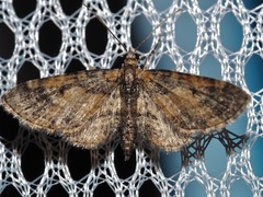Eupithecia palpata