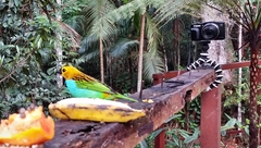 Tangara cyanoventris