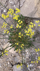 Eriogonum nudum westonii