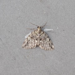 Hydriomena divisaria