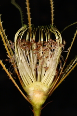 Banksia nivea nivea
