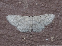 Idaea violacearia