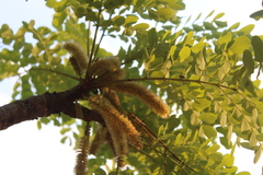 Stryphnodendron adstringens