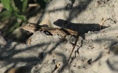 Sceloporus edbelli