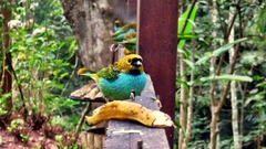 Tangara cyanoventris