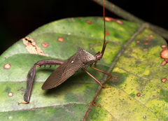 Acanthocephalini