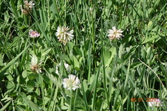 Trifolium hybridum
