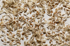 Sporobolus contractus