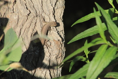 Sceloporus edbelli