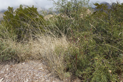 Sporobolus contractus