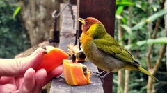 Hemithraupis ruficapilla