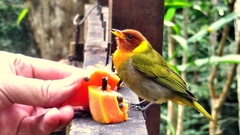 Hemithraupis ruficapilla