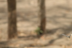 Protographium epidaus fenochionis