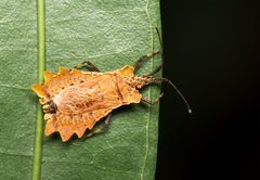 Phyllotingis lanceolata