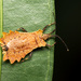 Phyllotingis - Photo (c) Antonino Gonçalves Medina, some rights reserved (CC BY-NC), uploaded by Antonino Gonçalves Medina