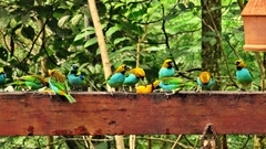 Tangara cyanoventris