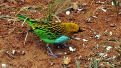 Tangara cyanoventris