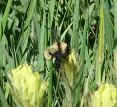 Bombus fervidus
