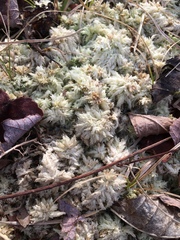Sphagnum centrale