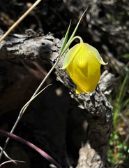 Calochortus raichei