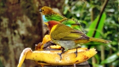 Hemithraupis ruficapilla