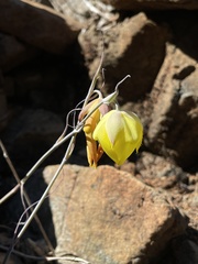 Calochortus raichei