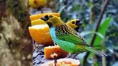 Tangara cyanoventris