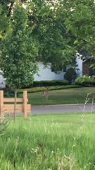 Odocoileus virginianus
