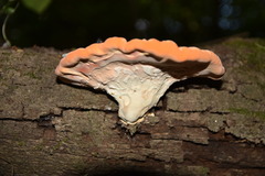 Piptoporellus soloniensis