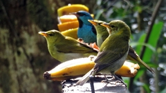 Hemithraupis ruficapilla