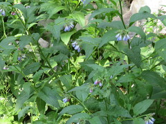 Symphytum caucasicum