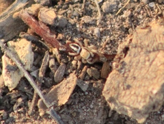 Habronattus forticulus