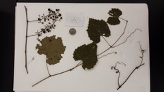 Vitis cinerea baileyana