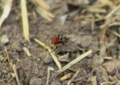 Habronattus forticulus