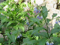 Symphytum caucasicum