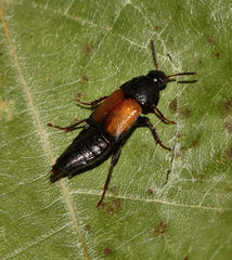 Tachinus fimbriatus