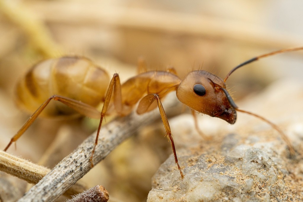 Festinatus-group Carpenter Ants