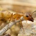Camponotus festinatus - Photo (c) Jake N., algunos derechos reservados (CC BY), subido por Jake N.