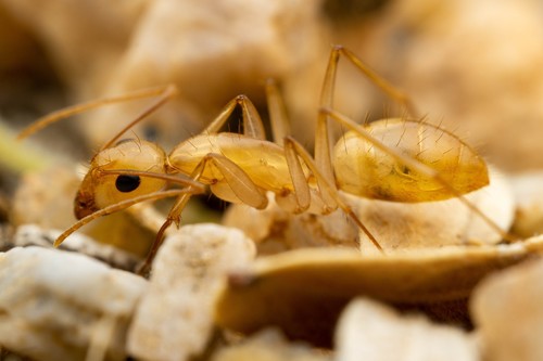 Festinatus-group Carpenter Ants photo 3