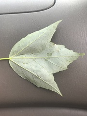 Acer rubrum