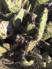 Opuntia × occidentalis