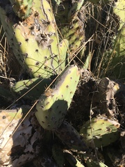 Opuntia × occidentalis