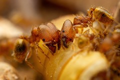 Pheidole bilimeki